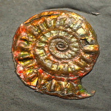 Load image into Gallery viewer, Complete iridescent Caloceras display ammonite fossil 27mm
