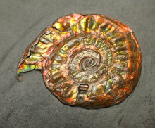 Load image into Gallery viewer, Complete iridescent Caloceras display ammonite fossil 27mm
