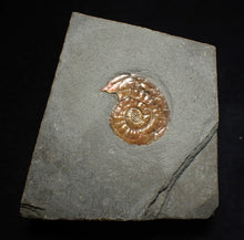 Load image into Gallery viewer, Juvenile subtly iridescent Psiloceras display ammonite fossil 21mm
