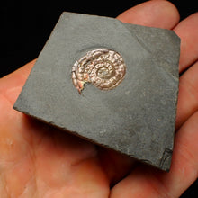 Load image into Gallery viewer, Juvenile subtly iridescent Psiloceras display ammonite fossil 21mm
