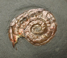 Load image into Gallery viewer, Juvenile subtly iridescent Psiloceras display ammonite fossil 21mm
