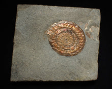 Load image into Gallery viewer, Juvenile iridescent Caloceras display ammonite fossil 40mm
