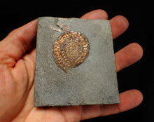 Load image into Gallery viewer, Juvenile iridescent Caloceras display ammonite fossil 40mm
