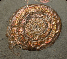 Load image into Gallery viewer, Juvenile iridescent Caloceras display ammonite fossil 40mm
