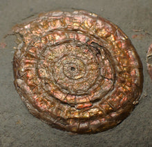 Load image into Gallery viewer, Juvenile iridescent Caloceras display ammonite fossil 40mm

