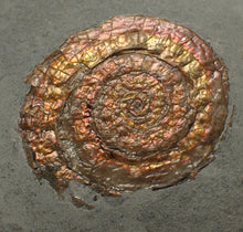 Load image into Gallery viewer, Juvenile iridescent Caloceras display ammonite fossil 36mm

