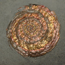 Load image into Gallery viewer, Juvenile iridescent Caloceras display ammonite fossil 36mm
