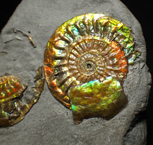 Load image into Gallery viewer, Juvenile iridescent Caloceras display ammonite fossil 25mm
