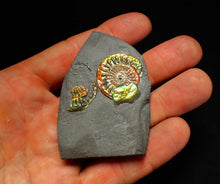 Load image into Gallery viewer, Juvenile iridescent Caloceras display ammonite fossil 25mm
