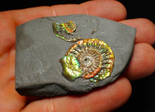 Load image into Gallery viewer, Juvenile iridescent Caloceras display ammonite fossil 25mm
