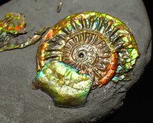 Load image into Gallery viewer, Juvenile iridescent Caloceras display ammonite fossil 25mm
