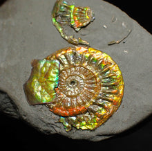 Load image into Gallery viewer, Juvenile iridescent Caloceras display ammonite fossil 25mm

