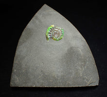 Load image into Gallery viewer, Green iridescent Caloceras display ammonite fossil 17mm
