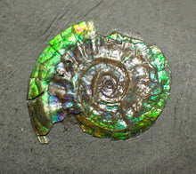 Load image into Gallery viewer, Green iridescent Caloceras display ammonite fossil 17mm
