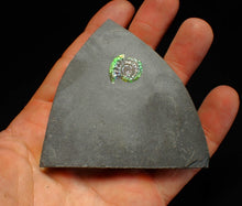 Load image into Gallery viewer, Green iridescent Caloceras display ammonite fossil 17mm
