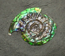 Load image into Gallery viewer, Green iridescent Caloceras display ammonite fossil 17mm
