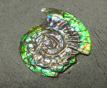 Load image into Gallery viewer, Green iridescent Caloceras display ammonite fossil 17mm
