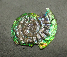 Load image into Gallery viewer, Green iridescent Caloceras display ammonite fossil 17mm
