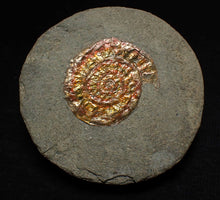 Load image into Gallery viewer, Juvenile iridescent Caloceras display ammonite fossil 25mm
