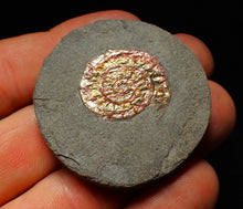 Load image into Gallery viewer, Juvenile iridescent Caloceras display ammonite fossil 25mm
