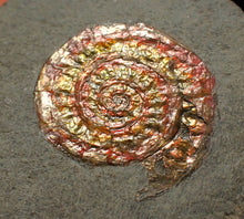 Load image into Gallery viewer, Juvenile iridescent Caloceras display ammonite fossil 25mm
