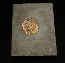 Load image into Gallery viewer, Complete iridescent Caloceras display ammonite fossil 28mm
