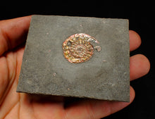 Load image into Gallery viewer, Complete iridescent Caloceras display ammonite fossil 28mm
