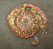 Load image into Gallery viewer, Complete iridescent Caloceras display ammonite fossil 28mm
