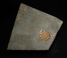 Load image into Gallery viewer, Juvenile iridescent Caloceras display ammonite fossil 19mm
