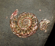 Load image into Gallery viewer, Juvenile iridescent Caloceras display ammonite fossil 19mm
