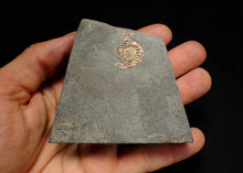 Load image into Gallery viewer, Juvenile iridescent Caloceras display ammonite fossil 19mm
