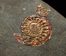 Load image into Gallery viewer, Juvenile iridescent Caloceras display ammonite fossil 19mm
