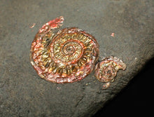 Load image into Gallery viewer, Juvenile iridescent Caloceras display ammonite fossil 19mm
