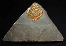 Load image into Gallery viewer, Complete iridescent Caloceras display ammonite fossil 27mm
