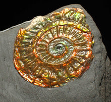 Load image into Gallery viewer, Complete iridescent Caloceras display ammonite fossil 27mm

