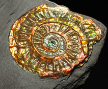 Load image into Gallery viewer, Complete iridescent Caloceras display ammonite fossil 27mm

