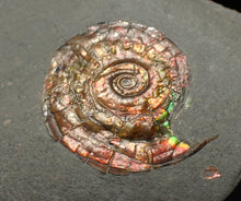 Load image into Gallery viewer, Juvenile red iridescent Psiloceras ammonite fossil (21mm)
