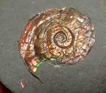 Load image into Gallery viewer, Juvenile red iridescent Psiloceras ammonite fossil (21mm)
