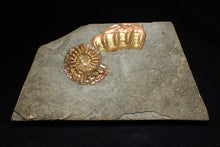 Load image into Gallery viewer, Juvenile iridescent Caloceras display ammonite fossil 30mm
