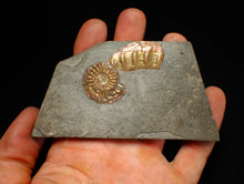 Load image into Gallery viewer, Juvenile iridescent Caloceras display ammonite fossil 30mm
