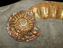 Load image into Gallery viewer, Juvenile iridescent Caloceras display ammonite fossil 30mm
