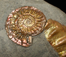 Load image into Gallery viewer, Juvenile iridescent Caloceras display ammonite fossil 30mm

