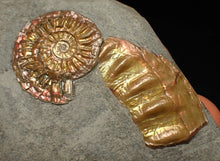 Load image into Gallery viewer, Juvenile iridescent Caloceras display ammonite fossil 30mm
