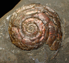 Load image into Gallery viewer, Iridescent Psiloceras ammonite fossil (45mm)
