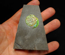 Load image into Gallery viewer, Green iridescent Caloceras display ammonite fossil 28mm
