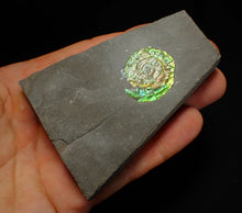 Load image into Gallery viewer, Green iridescent Caloceras display ammonite fossil 28mm
