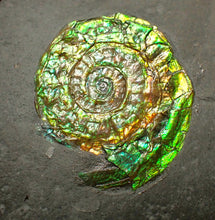 Load image into Gallery viewer, Green iridescent Caloceras display ammonite fossil 28mm
