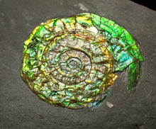 Load image into Gallery viewer, Green iridescent Caloceras display ammonite fossil 28mm
