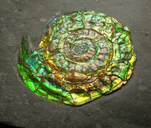 Load image into Gallery viewer, Green iridescent Caloceras display ammonite fossil 28mm
