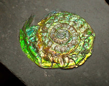 Load image into Gallery viewer, Green iridescent Caloceras display ammonite fossil 28mm
